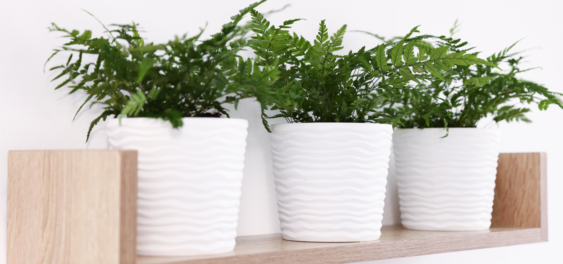 3 big plants hero size